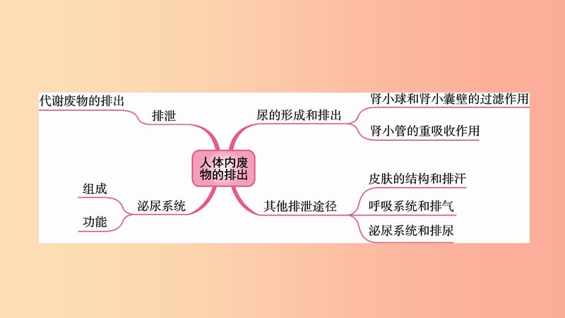 2019中考生物总复习 第一部分 基础考点巩固 第四单元 生物圈中的人 第五章 人体内废物的排出课件.ppt_第2页