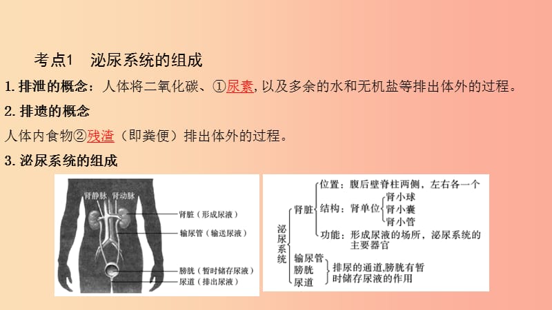 2019中考生物总复习 第一部分 基础考点巩固 第四单元 生物圈中的人 第五章 人体内废物的排出课件.ppt_第3页