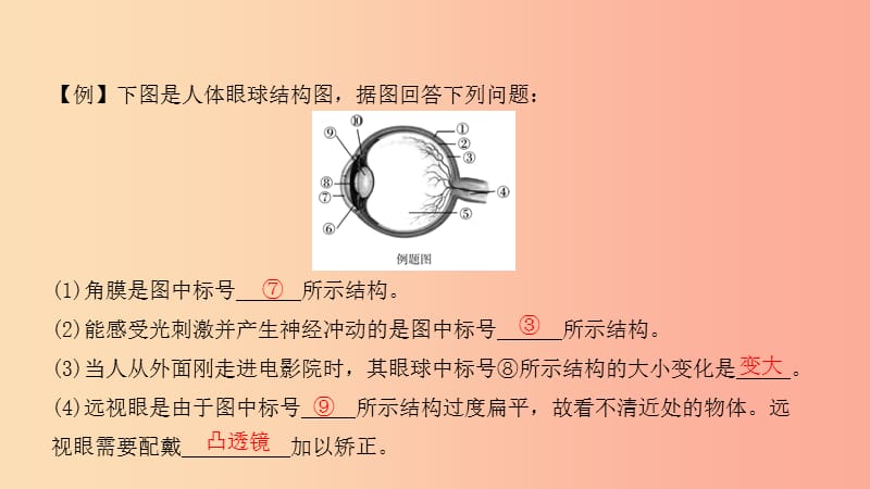 2019中考生物总复习 第二部分 重点题型探究 题型二 识图题 第七类 视觉器官的结构与生理活动课件.ppt_第3页