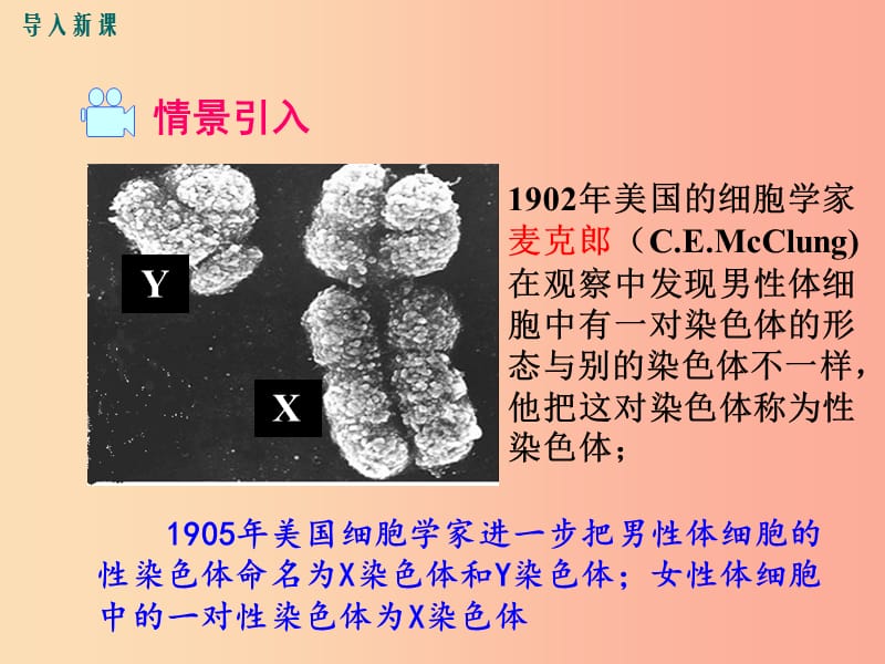 2019年春八年级生物下册 第七单元 第二章 第四节 人的性别遗传课件 新人教版.ppt_第2页