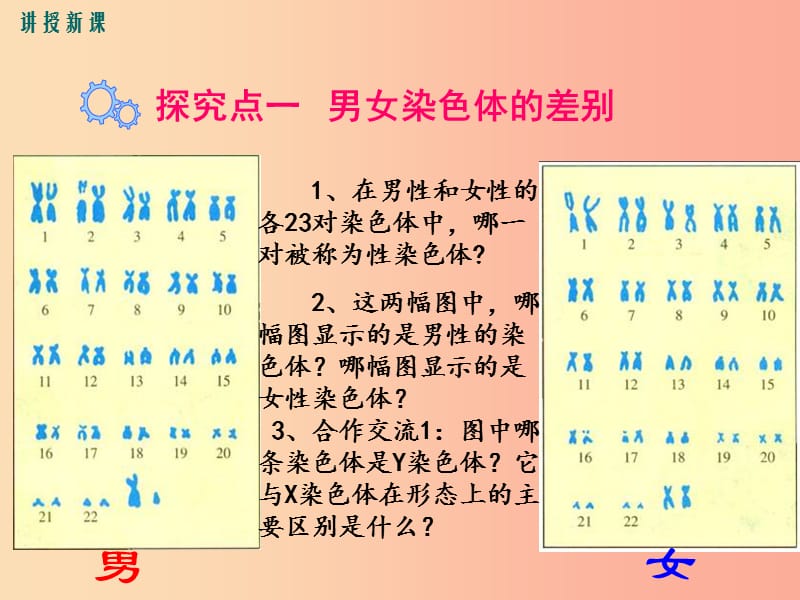 2019年春八年级生物下册 第七单元 第二章 第四节 人的性别遗传课件 新人教版.ppt_第3页