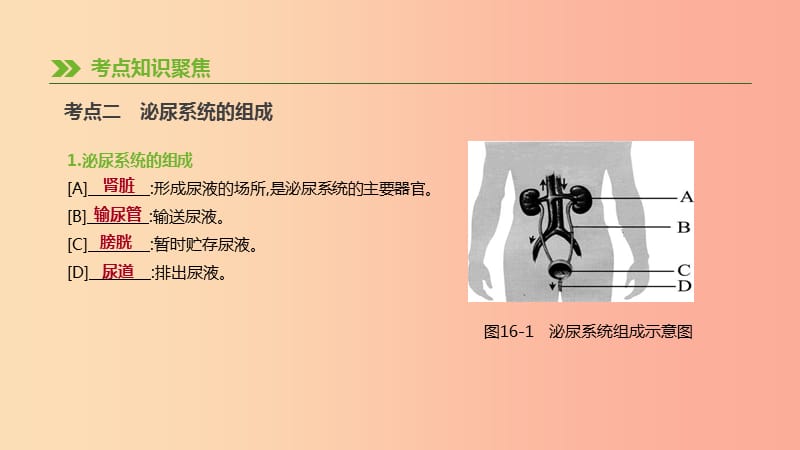 2019年中考生物 专题复习四 生物圈中的人 第16课时 人体内废物的排出课件 新人教版.ppt_第3页