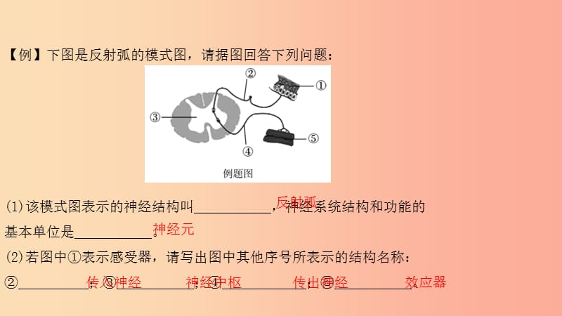 2019中考生物总复习 第二部分 重点题型探究 题型二 识图题 第九类 神经课件.ppt_第3页