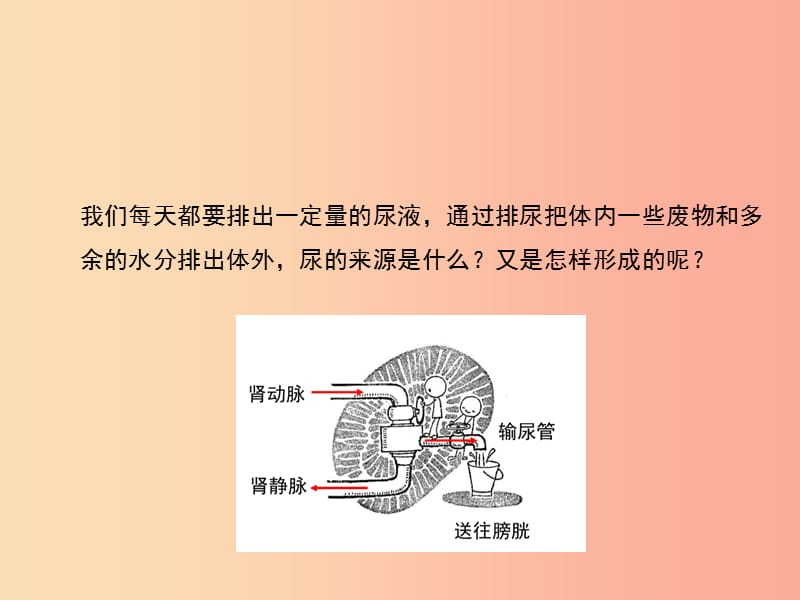 七年级生物下册 4.5《人体内废物的排出》第二课时课件1 新人教版.ppt_第2页