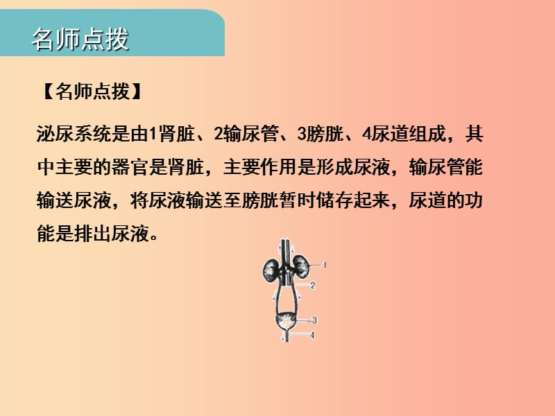 中考（江西专用）2019中考生物 五（三）人体代谢废物的排出习题课件.ppt_第3页