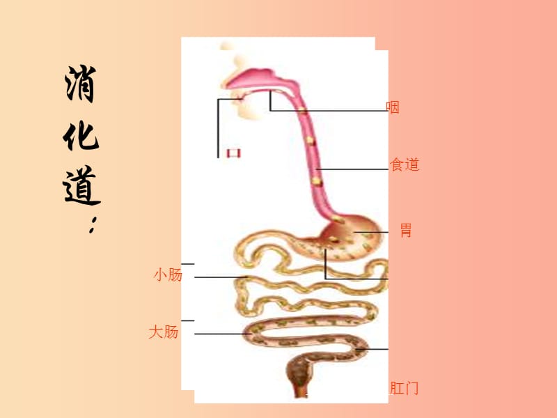 安徽省七年级生物下册4.2.2消化和吸收课件2 新人教版.ppt_第3页