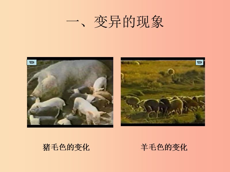 河南省八年级生物下册 7.2.5 生物的变异课件 新人教版.ppt_第2页