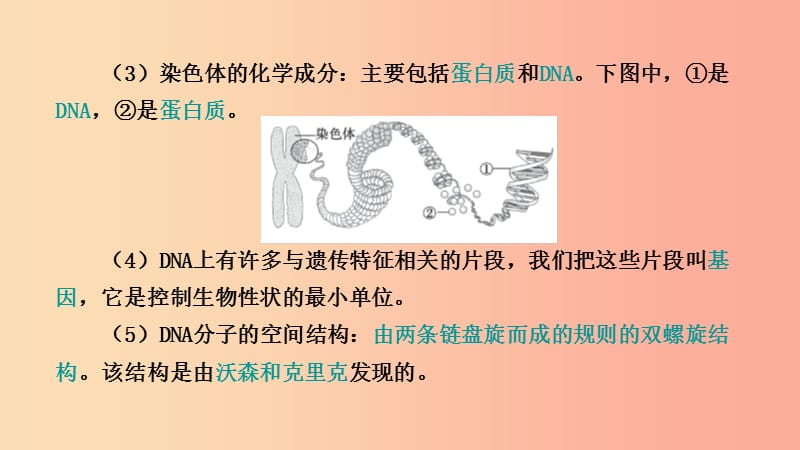 山东省2019年中考生物 主题复习十五 生物的遗传与变异课件 济南版.ppt_第3页