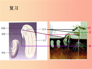 吉林省長(zhǎng)春市七年級(jí)生物上冊(cè) 第三單元 第二章 第二節(jié) 植株的生長(zhǎng)課件2 新人教版.ppt