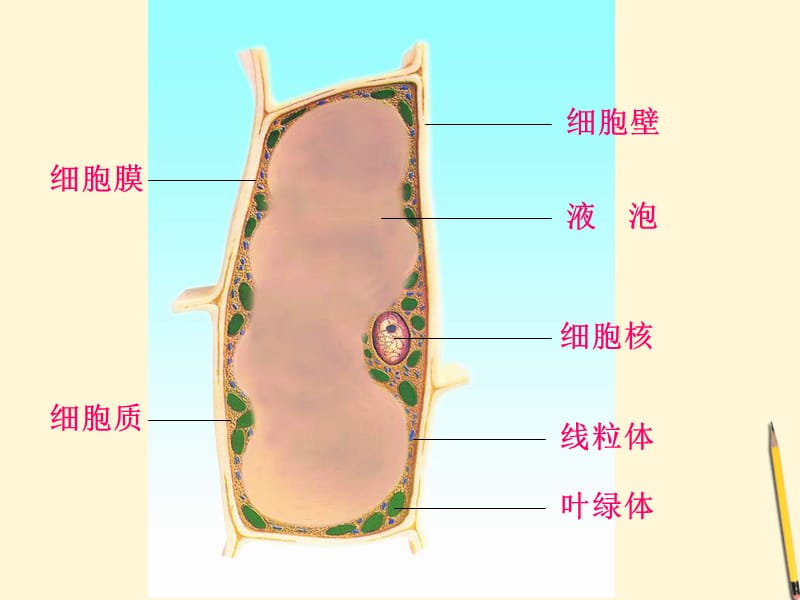 植物细胞的基本结构.ppt_第3页