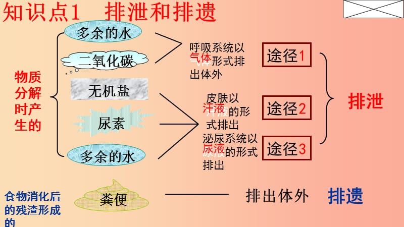 内蒙古鄂尔多斯市达拉特旗七年级生物下册 4.5 人体内废物的排出课件 新人教版.ppt_第3页