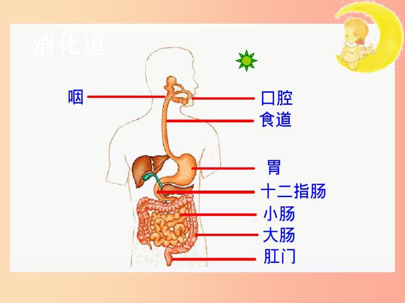 安徽省七年级生物下册4.2.2消化和吸收课件1 新人教版.ppt_第3页