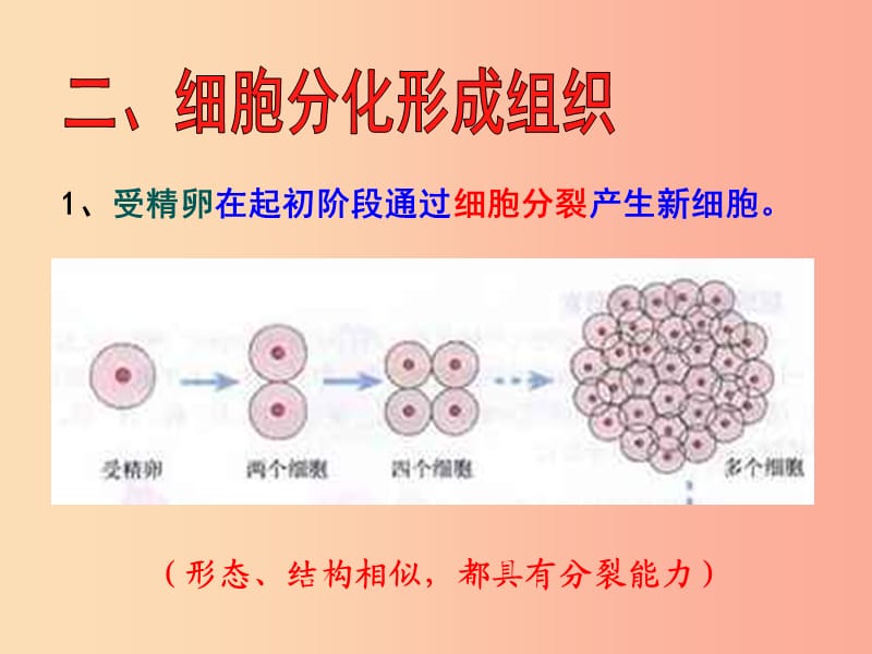 安徽省七年级生物上册2.2.2动物体的结构层次课件3 新人教版.ppt_第3页