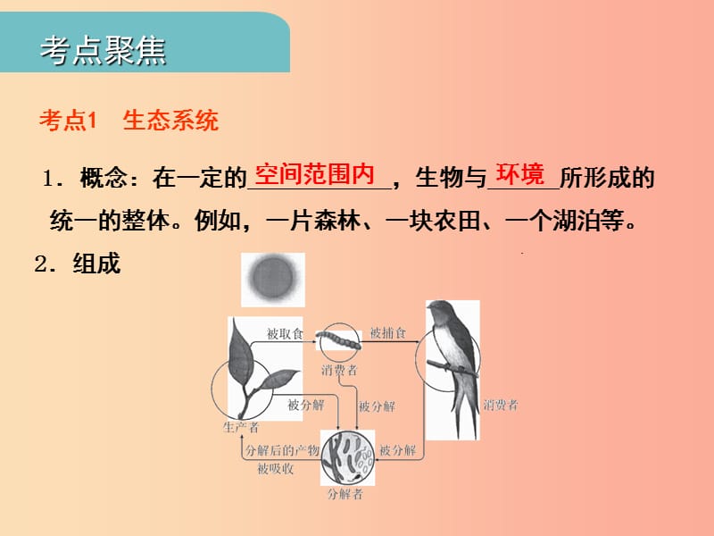 中考江西专用2019中考生物三二生物与环境组成生态系统生物圈是人类与其他生物的共同家园习题课件.ppt_第2页