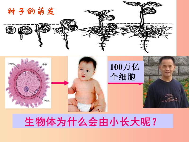 安徽省七年级生物上册 2.2.1《细胞通过分裂产生新细胞》课件1 新人教版.ppt_第2页