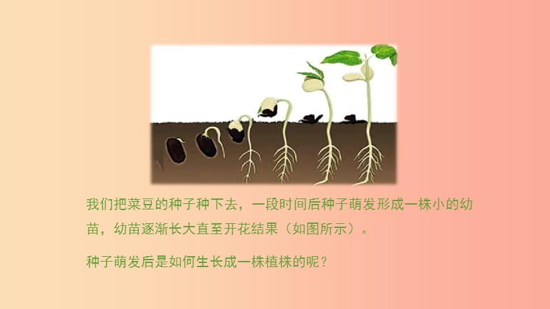 七年级生物上册 3.2.2《植株的生长》课件 新人教版.ppt_第2页