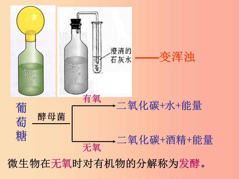 湖南省八年级生物上册 5.4.5人类对细菌和真菌的利用课件 新人教版.ppt_第3页