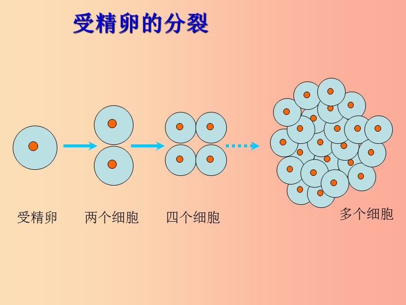 吉林省七年级生物上册 2.2.2 动物体的结构层次课件 新人教版.ppt_第3页