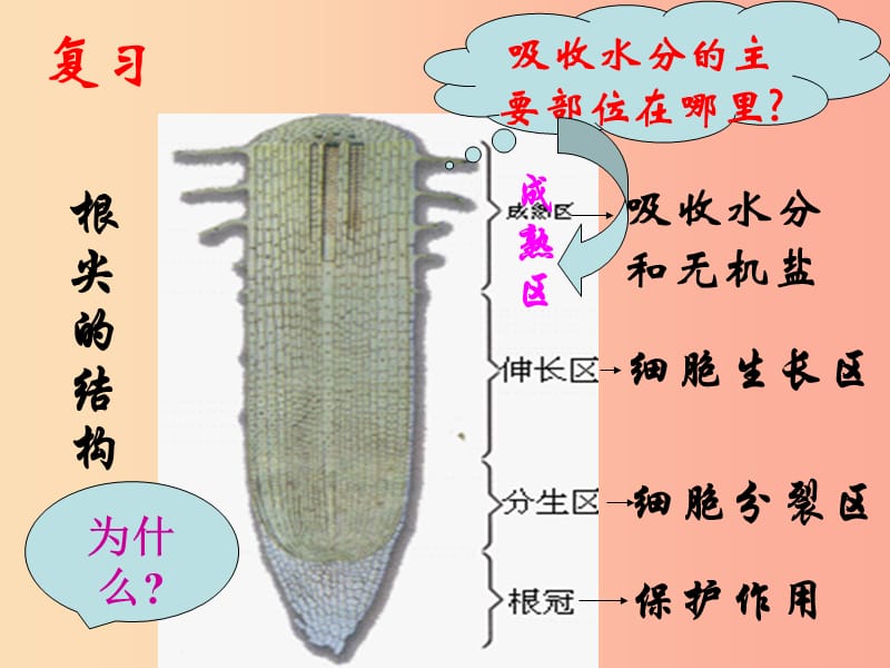 吉林省长春市七年级生物上册 第三单元 第三章《水分进入植物体内的途径》课件 新人教版.ppt_第2页