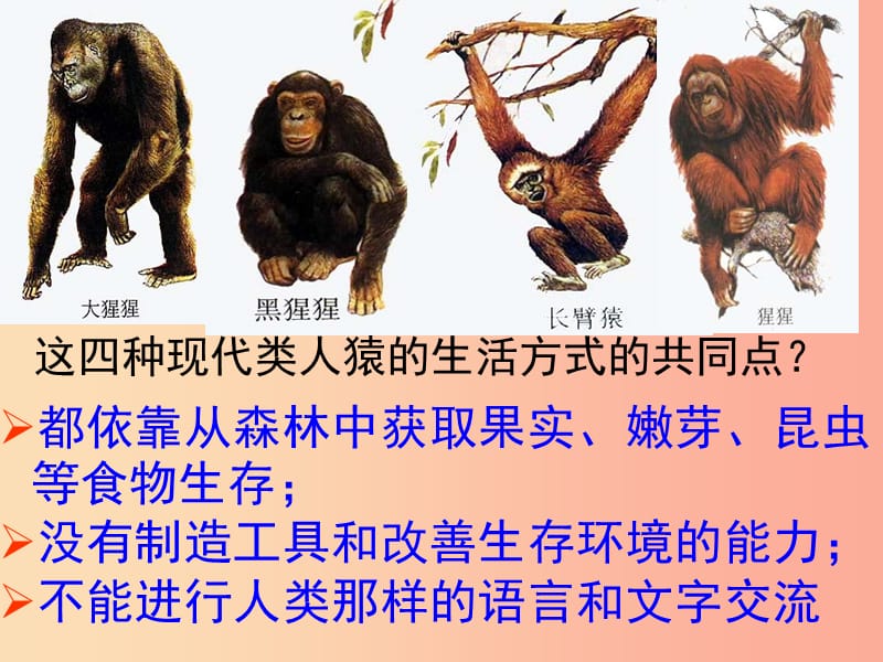 安徽省七年级生物下册 4.1.1《人类的起源和发展》课件4 新人教版.ppt_第3页