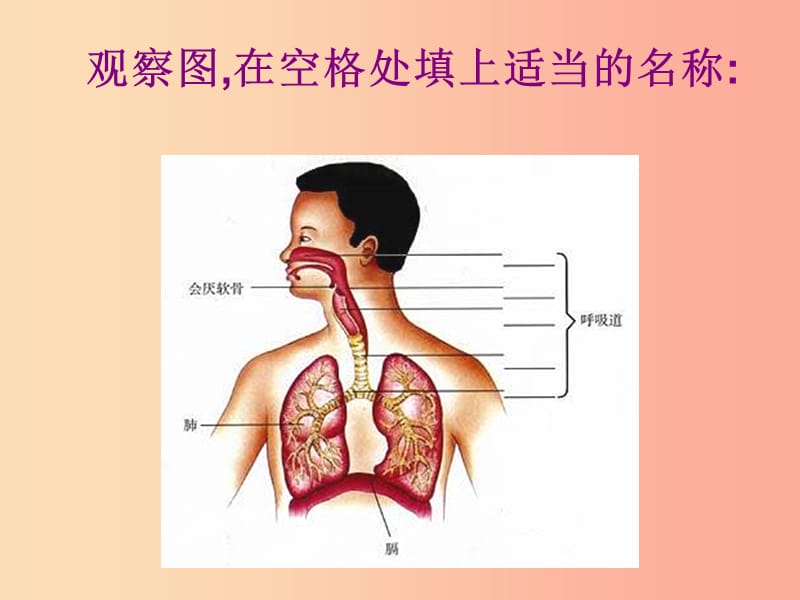 安徽省七年级生物下册 4.3.1 呼吸道对空气的处理课件4 新人教版.ppt_第3页