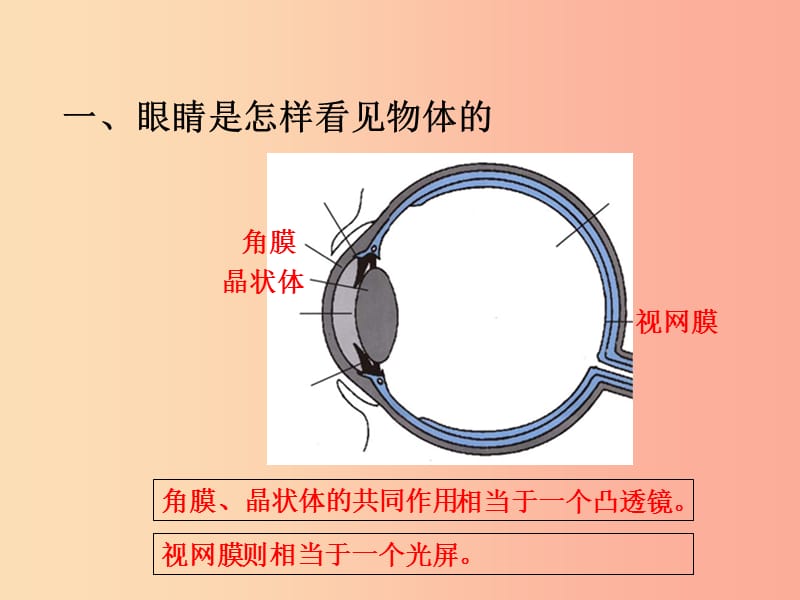 八年级物理上册 3.7眼睛与光学仪器教学课件 （新版）粤教沪版.ppt_第2页