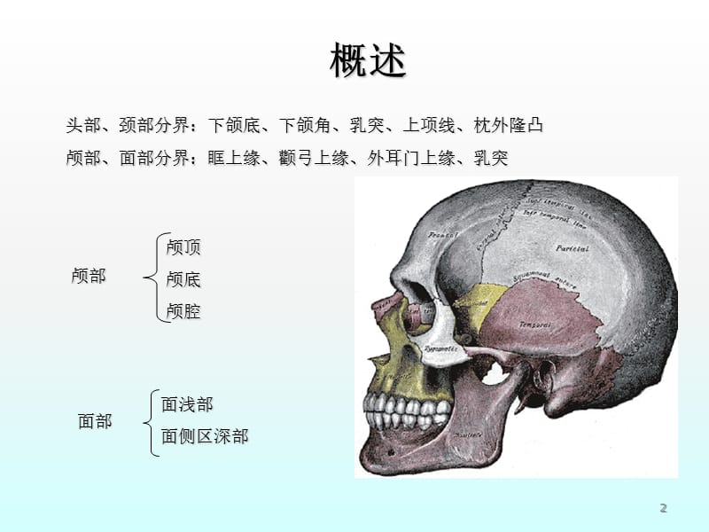 医用局部解剖学颅面部ppt课件_第2页