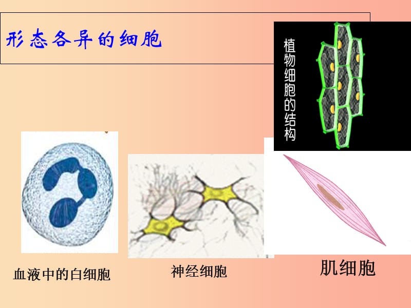 江苏省七年级生物下册 8.1 生物体的基本结构课件（新版）苏科版.ppt_第3页