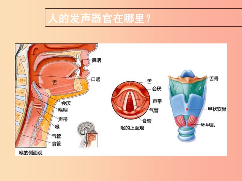 七年级生物下册4.3.1呼吸道对空气的处理怎样才能练就“好声音”素材 新人教版.ppt_第3页