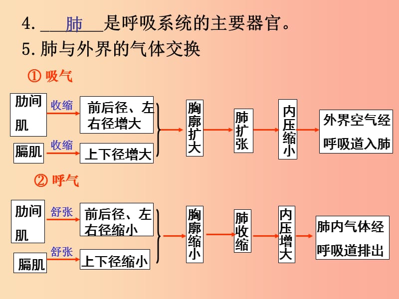 七年级生物下册 4.3.2 发生在肺内的气体交换课件1 新人教版.ppt_第3页