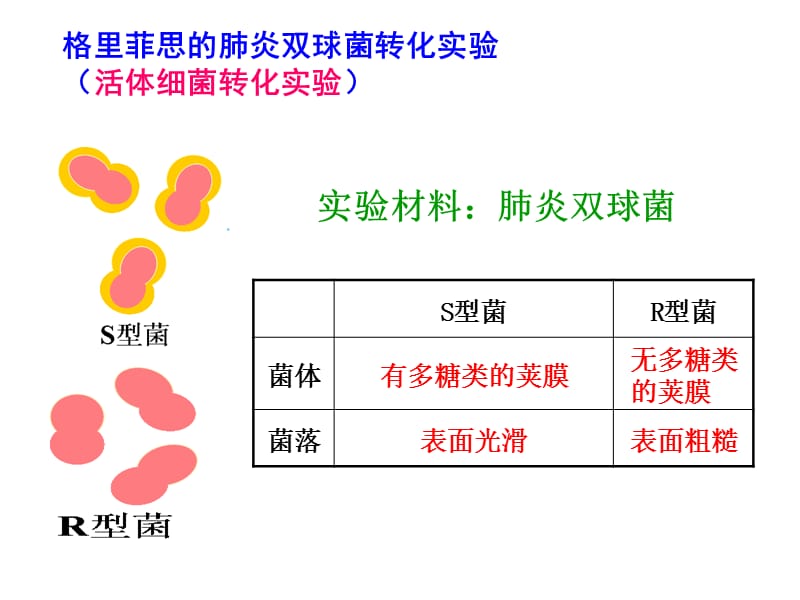 核酸是遗传物质的证据.ppt_第3页