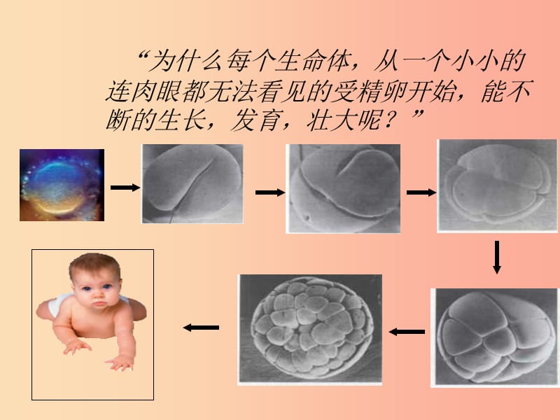 吉林省七年级生物上册 2.2.1细胞通过分裂产生新细胞课件 新人教版.ppt_第3页