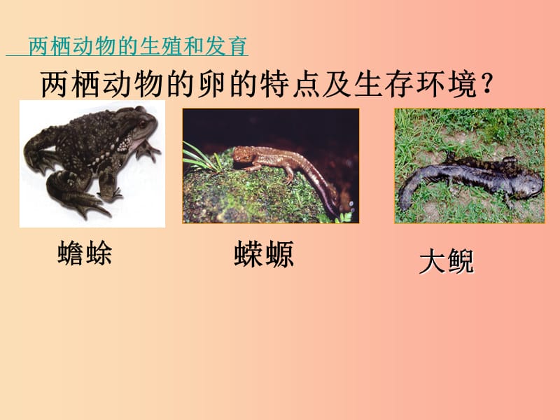 吉林省八年级生物下册 7.1.3两栖动物的生殖和发育课件 新人教版.ppt_第3页