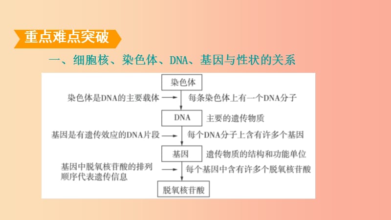 山东省2019年中考生物 专题复习六 遗传与变异课件 济南版.ppt_第2页