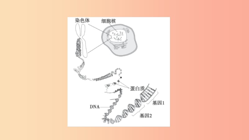 山东省2019年中考生物 专题复习六 遗传与变异课件 济南版.ppt_第3页