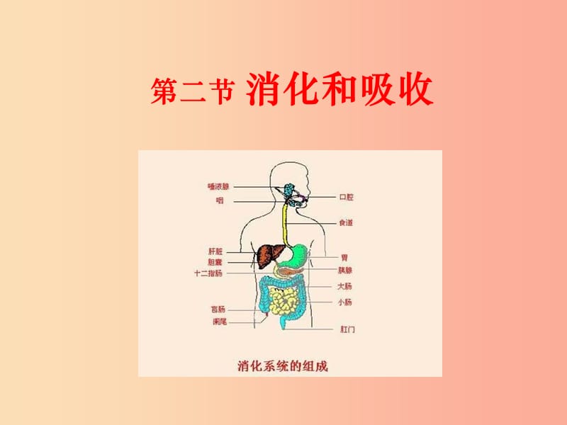 内蒙古鄂尔多斯市达拉特旗七年级生物下册 4.2.2消化和吸收（第2课时）课件 新人教版.ppt_第1页