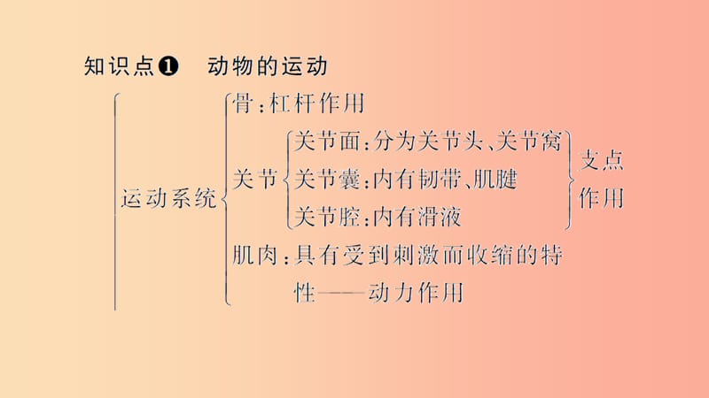 八年级生物上册第五单元生物圈中的其他生物复习二(第二_三章)习题课件 新人教版.ppt_第2页