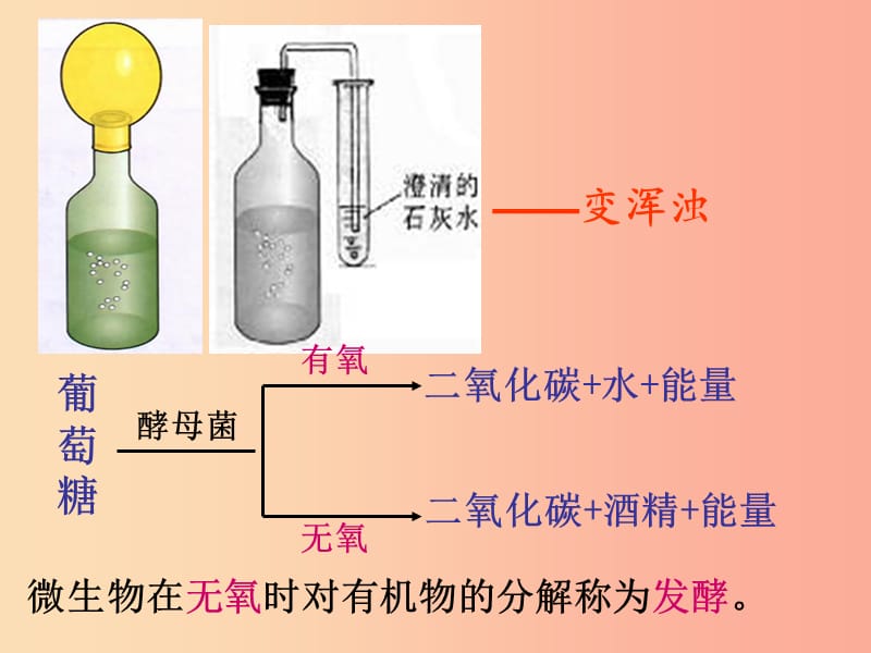 八年级生物上册 5.4.5人类对细菌和真菌的利用课件 新人教版.ppt_第3页