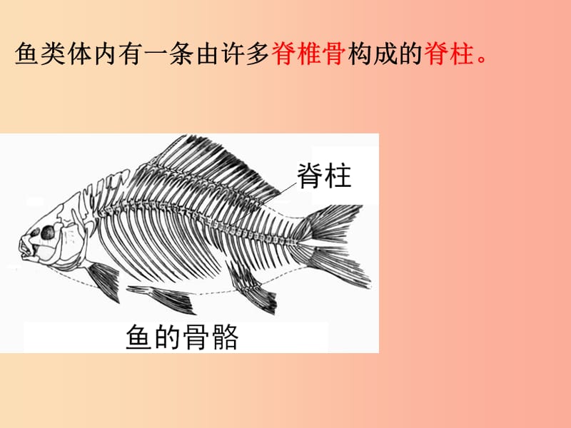 吉林省通化市八年级生物上册 5.1.4鱼课件 新人教版.ppt_第1页