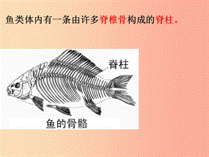 吉林省通化市八年級生物上冊 5.1.4魚課件 新人教版.ppt