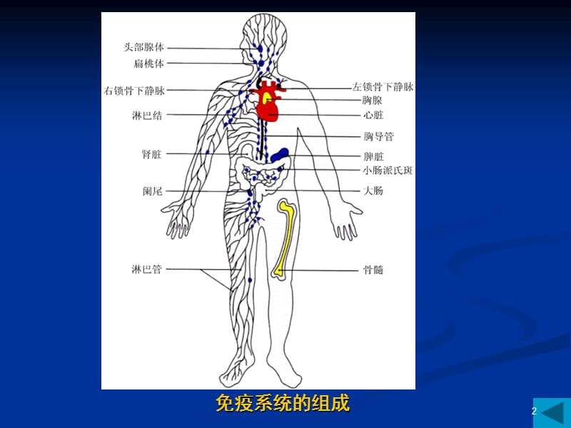 医学免疫学第6版概论ppt课件_第2页