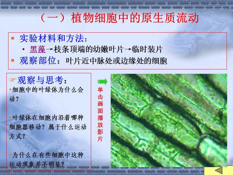 植物实验2(细胞)(60学时-农学类.ppt_第2页