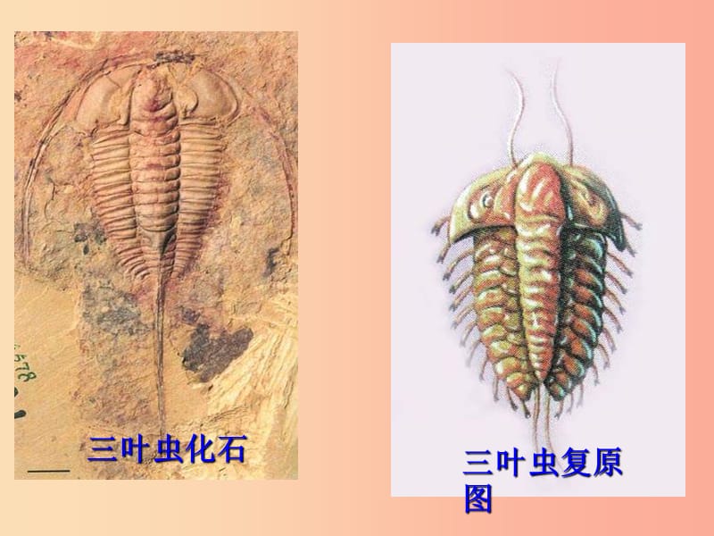 河南省八年级生物下册 7.3.2生物进化的历程课件 新人教版.ppt_第3页