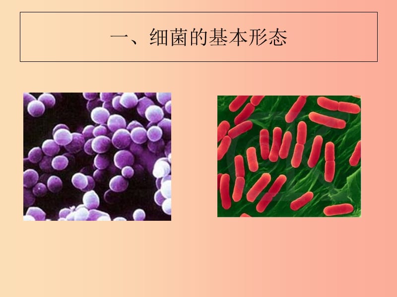 七年级生物下册 6.1.2《细菌》课件2 鲁科版五四制.ppt_第2页