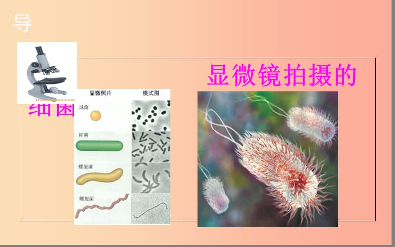 湖北省八年级物理上册 5.5显微镜和望远镜课件 新人教版.ppt_第2页