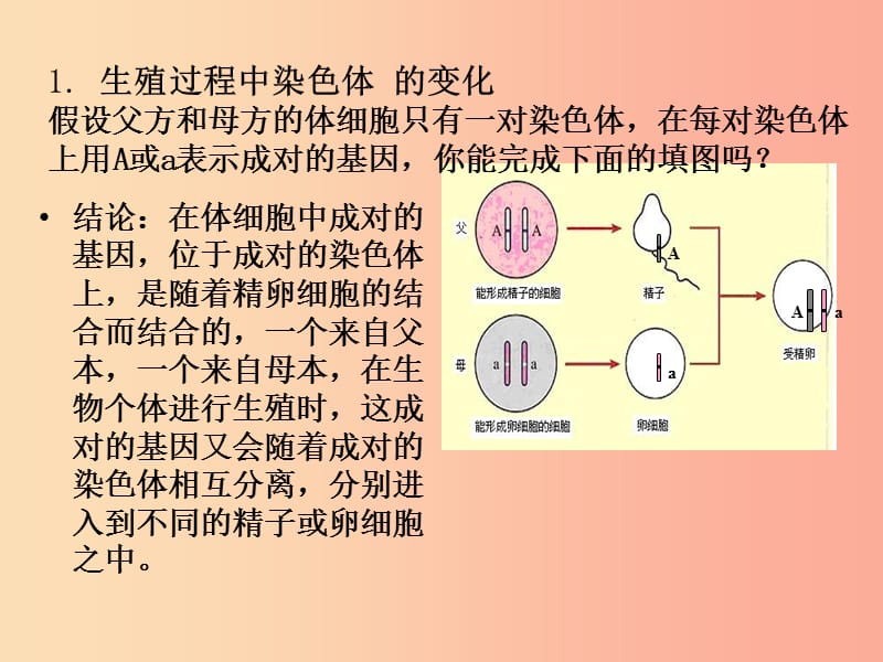 八年级生物上册 20.4《性别和性别决定》课件1 （新版）北师大版.ppt_第3页