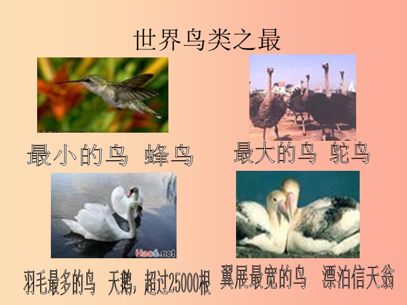 吉林省通化市八年级生物上册5.1.6鸟课件 新人教版.ppt_第2页