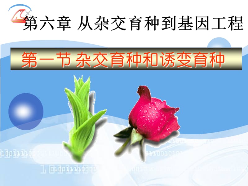 杂交育种与诱变育种(好用).ppt_第1页