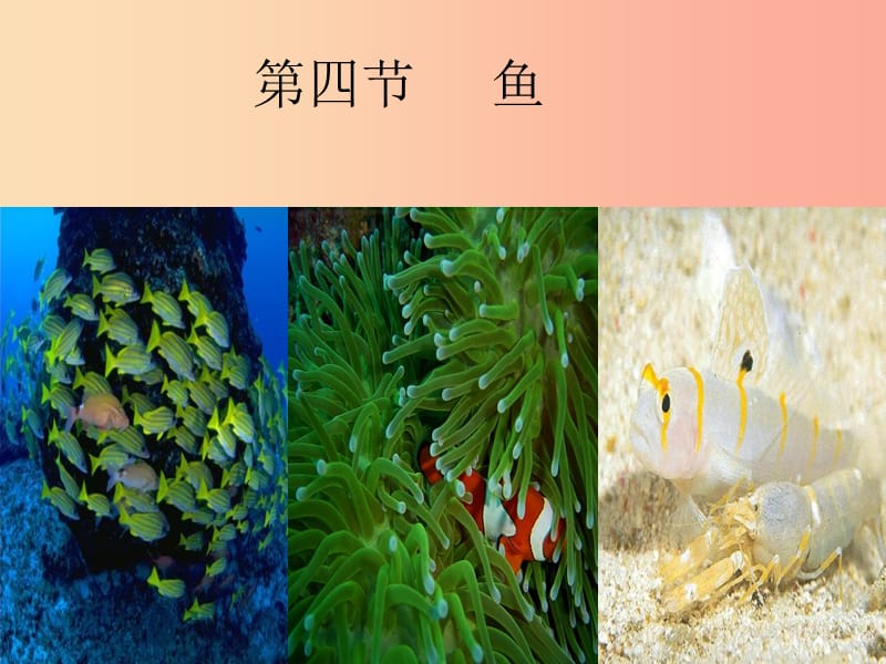 吉林省八年级生物上册 5.1.4 鱼课件 新人教版.ppt_第1页