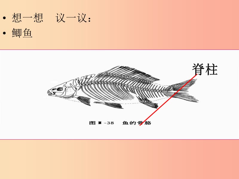 吉林省八年级生物上册 5.1.4 鱼课件 新人教版.ppt_第2页